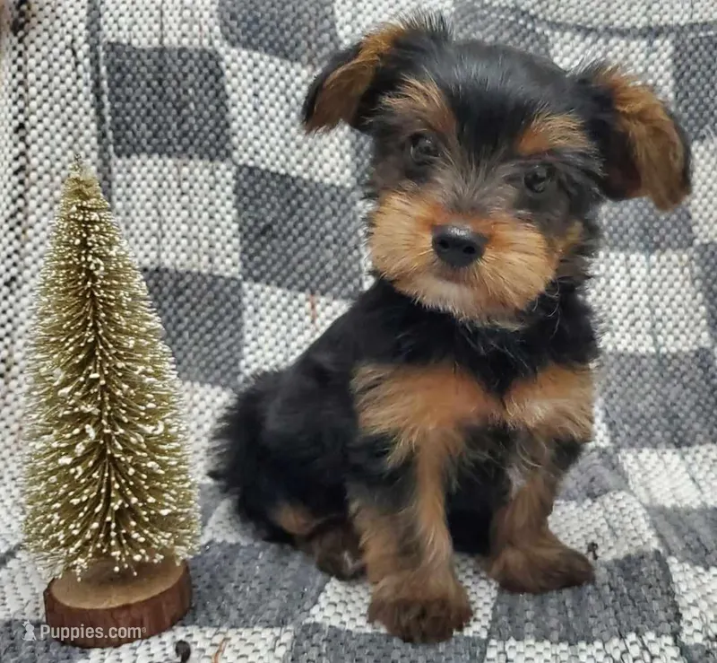Thunder , a male Yorkshire Terrier for sale in Douglasville, GA – Photo 1 of 5