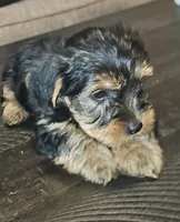 Thumper, a male Yorkshire Terrier for sale in Douglasville, GA – Photo 4 of 6