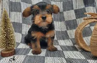 Tye, a male Yorkshire Terrier for sale in Douglasville, GA – Photo 5 of 6