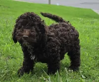 Chocolate Thunder, a male Miniature Goldendoodle for sale in Douglasville, GA – 10 of 10