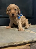 Carmelo, a male Miniature Goldendoodle for sale in Douglasville, GA – Photo 5 of 7