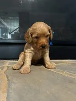 Carmelo, a male Miniature Goldendoodle for sale in Douglasville, GA – Photo 2 of 7