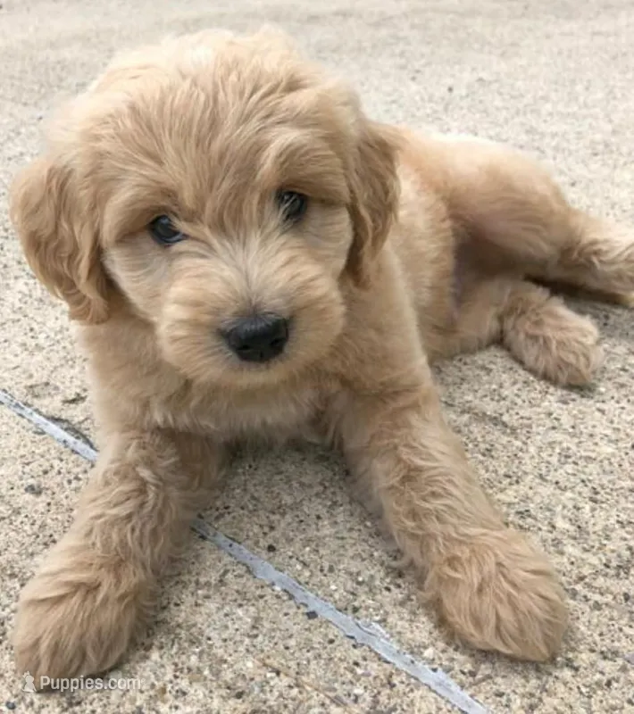Carmelo, a male Miniature Goldendoodle for sale in Douglasville, GA – Photo 1 of 7