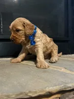 Carmelo, a male Miniature Goldendoodle for sale in Douglasville, GA – Photo 6 of 7