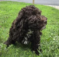 Chocolate Thunder, a male Miniature Goldendoodle for sale in Douglasville, GA – 4 of 10