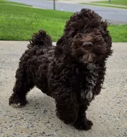 Chocolate Thunder, a male Miniature Goldendoodle for sale in Douglasville, GA – 3 of 10