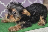 Millie, a female Yorkshire Terrier for sale in Douglasville, GA – Photo 5 of 6