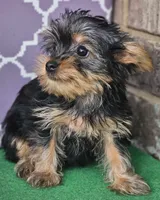 Millie, a female Yorkshire Terrier for sale in Douglasville, GA – Photo 6 of 6
