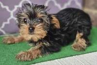 Millie, a female Yorkshire Terrier for sale in Douglasville, GA – Photo 2 of 6