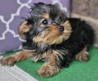 Millie, a female Yorkshire Terrier for sale in Douglasville, GA – Photo 4 of 6