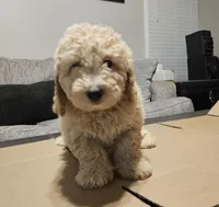 Cream Cheese , a male Miniature Goldendoodle for sale in Douglasville, GA – 1 of 8
