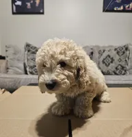 Cream Cheese , a male Miniature Goldendoodle for sale in Douglasville, GA – 4 of 8