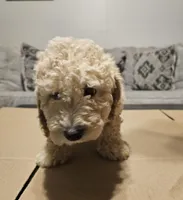 Cream Cheese , a male Miniature Goldendoodle for sale in Douglasville, GA – 8 of 8