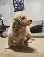Cream Cheese , a male Miniature Goldendoodle for sale in Douglasville, GA – 7 of 8