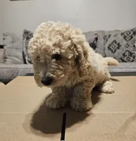 Cream Cheese , a male Miniature Goldendoodle for sale in Douglasville, GA – 5 of 8