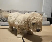 Cream Cheese , a male Miniature Goldendoodle for sale in Douglasville, GA – 6 of 8