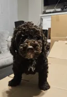 Hersey, a male Miniature Goldendoodle for sale in Douglasville, GA – 1 of 3