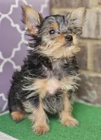 Serena, a female Yorkshire Terrier for sale in Douglasville, GA – Photo 4 of 5