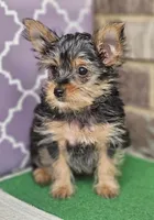 Serena, a female Yorkshire Terrier for sale in Douglasville, GA – Photo 1 of 5