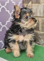 Serena, a female Yorkshire Terrier for sale in Douglasville, GA – Photo 2 of 5