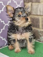 Serena, a female Yorkshire Terrier for sale in Douglasville, GA – Photo 5 of 5