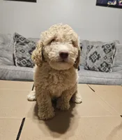 Bagel, a male Miniature Goldendoodle for sale in Douglasville, GA – 7 of 7