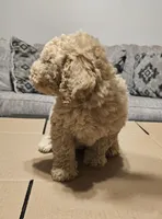 Bagel, a male Miniature Goldendoodle for sale in Douglasville, GA – 6 of 7