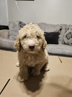 Bagel, a male Miniature Goldendoodle for sale in Douglasville, GA – 5 of 7