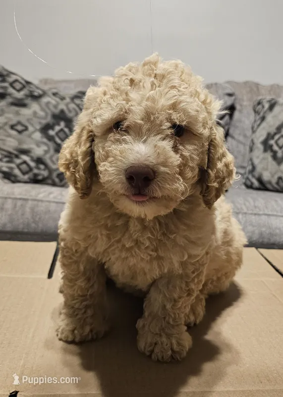 Bagel – Miniature Goldendoodle puppy for sale in Douglasville, GA