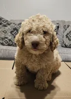Bagel, a male Miniature Goldendoodle for sale in Douglasville, GA – 1 of 7