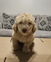 Bagel, a male Miniature Goldendoodle for sale in Douglasville, GA – 2 of 7