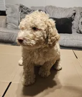 Bagel, a male Miniature Goldendoodle for sale in Douglasville, GA – 4 of 7
