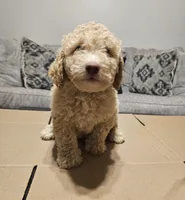 Bagel, a male Miniature Goldendoodle for sale in Douglasville, GA – 3 of 7