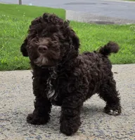Chocolate Thunder, a male Miniature Goldendoodle for sale in Douglasville, GA – 6 of 10
