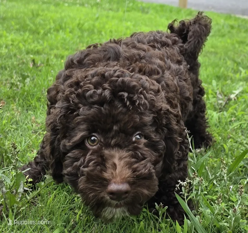 Chocolate Thunder – Miniature Goldendoodle puppy for sale in Douglasville, GA