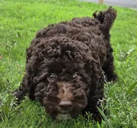 Chocolate Thunder, a male Miniature Goldendoodle for sale in Douglasville, GA – 1 of 10