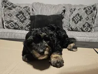 Pepper , a female Miniature Goldendoodle for sale in Douglasville, GA – 3 of 8