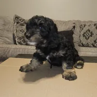 Pepper , a female Miniature Goldendoodle for sale in Douglasville, GA – 2 of 8