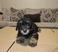 Pepper , a female Miniature Goldendoodle for sale in Douglasville, GA – 4 of 8