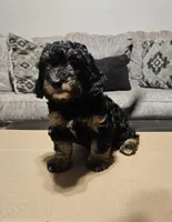 Pepper , a female Miniature Goldendoodle for sale in Douglasville, GA – 5 of 8