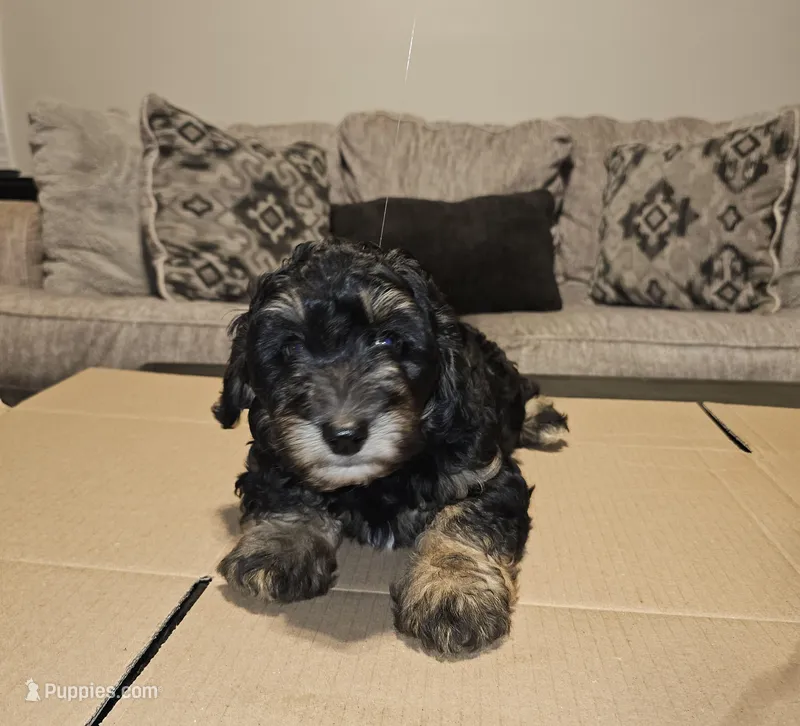 Pepper  – Miniature Goldendoodle puppy for sale in Douglasville, GA