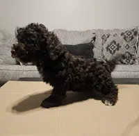 Hersey, a male Miniature Goldendoodle for sale in Douglasville, GA – 2 of 3