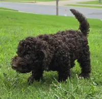 Chocolate Thunder, a male Miniature Goldendoodle for sale in Douglasville, GA – 7 of 10