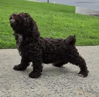Chocolate Thunder, a male Miniature Goldendoodle for sale in Douglasville, GA – 5 of 10