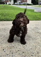 Chocolate Thunder, a male Miniature Goldendoodle for sale in Douglasville, GA – 9 of 10