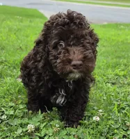 Chocolate Thunder, a male Miniature Goldendoodle for sale in Douglasville, GA – 2 of 10