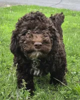Chocolate Thunder, a male Miniature Goldendoodle for sale in Douglasville, GA – 8 of 10