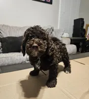 Hersey, a male Miniature Goldendoodle for sale in Douglasville, GA – 4 of 4