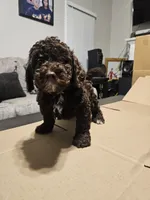 Hersey, a male Miniature Goldendoodle for sale in Douglasville, GA – 2 of 4