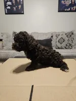 Hersey, a male Miniature Goldendoodle for sale in Douglasville, GA – 3 of 4